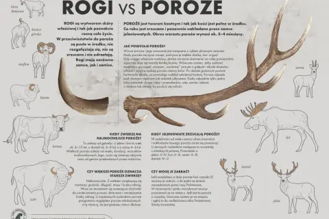 Kiedy łosie zrzucają poroże, jest to oznaka cyklu płciowego. Poroże jest kostne i odrasta co roku.