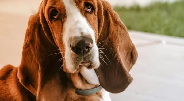 Smutny basset o długich uszach, z charakterystycznym dla rasy, łagodnym spojrzeniem.