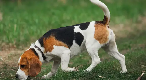 Beagle w trawie, jakby czytał kynologia książkę o zapachach.