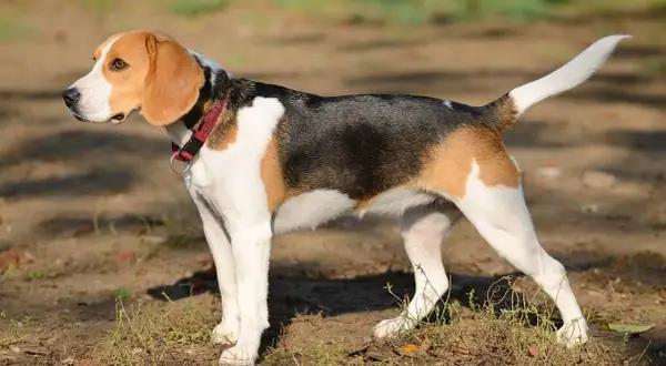 Trójkolorowy myśliwski pies gończy, beagle, stoi na ziemi, czujnie obserwując otoczenie.