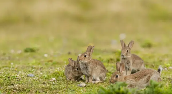 Cztery młode króliki bawią się na łące. Jeden z nich, jak mały zając, wygląda na czujnego.