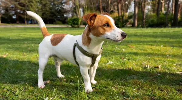 Jack Russell terrier wady: energiczny piesek w zielonym parku, gotowy do zabawy.