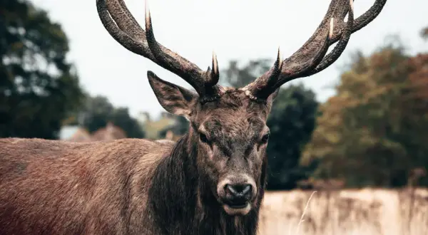 Majestatyczny pysk jelenia z imponującym porożem, spoglądający prosto w obiektyw.