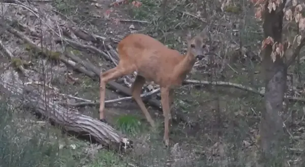 Młoda sarna, być może w okresie godowym, nasłuchuje. Jej głos w rui jest cichy, ale pełen nadziei.
