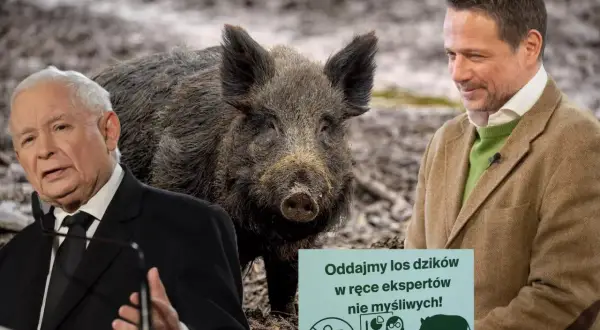 Jarosław Kaczyński i inny mężczyzna obok dzika w Polsce. Tabliczka głosi: "Oddajmy los dzików w ręce ekspertów, nie myśliwych!".