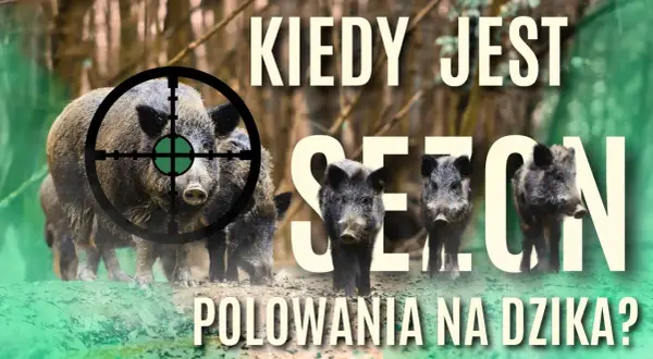 Wataha dzików w lesie, celownik na jednym z nich. Grafika pyta: kiedy można polować na dzika?