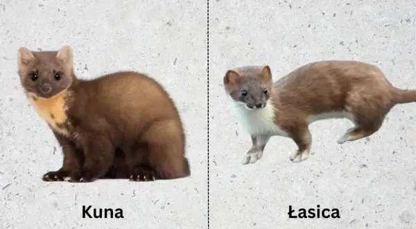 Kuna i łasica leśna na jasnym tle. Kuna po lewej, łasica po prawej.