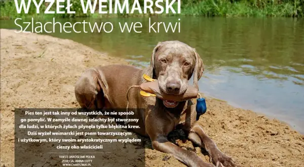 Wyżeł weimarski z zabawką w pysku leży na piaszczystym brzegu rzeki. Jego szlachetny wygląd podkreśla arystokratyczne pochodzenie.