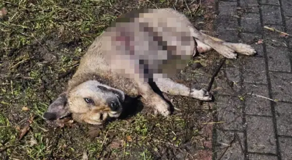 Smutny widok: dziki pies leży na ziemi, jego ciało jest zranione.