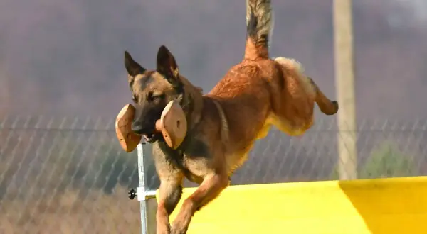 Pies rasy malinois skacze przez przeszkodę, pewnie aportuje zwierzynę.