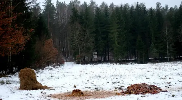 Zimowy krajobraz z lasem w tle. Na śniegu widać stóg siana i resztki jedzenia, które służą jako nęcisko na lisa. Obok stoi ambona myśliwska.
