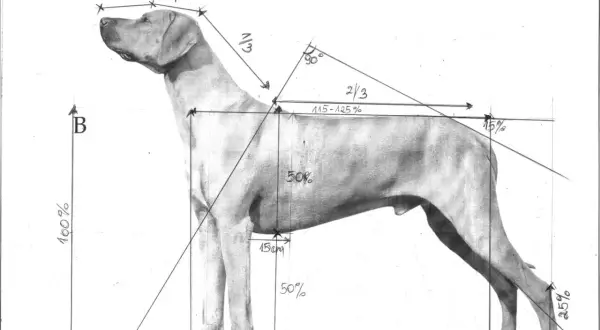 Szkic anatomiczny psa myśliwskiego z zaznaczonymi proporcjami. Widoczne nogi psa, linia grzbietu i głowy, z wymiarami w procentach i centymetrach.