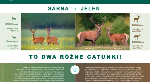 Sarna i jeleń, dwa gatunki. Sarna jest roślinożerna, żywi się roślinami zielonymi, liśćmi i pędami drzew.