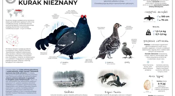 Czarny kogut z charakterystycznym ogonem w kształcie liry, samica i pisklę. Cietrzew leśny to zagrożony gatunek ptaka.