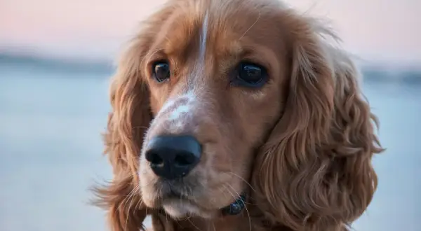Uroczy piesek rasy cocker spaniel, idealny do studiów kynologicznych. Jego spojrzenie pełne jest inteligencji i łagodności.