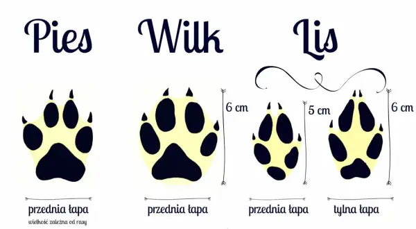 Porównanie śladów łap: psa, wilka i lisa. Widać różnice w wielkości i kształcie, szczególnie ślady lisa są mniejsze.