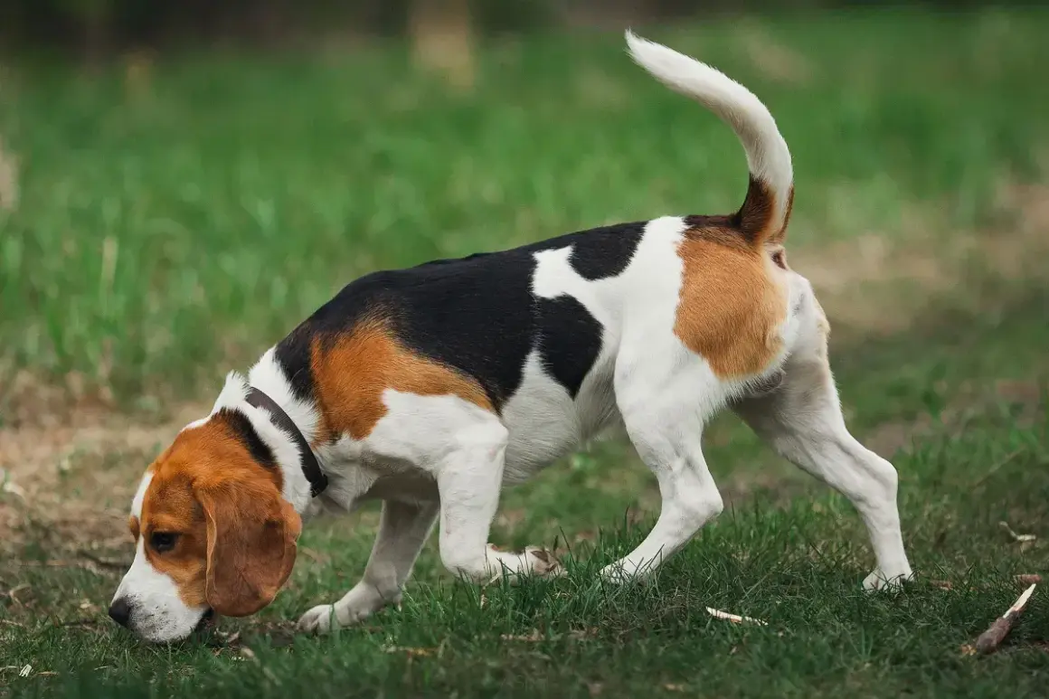 Beagle w trawie, jakby czytał kynologia książkę o zapachach.