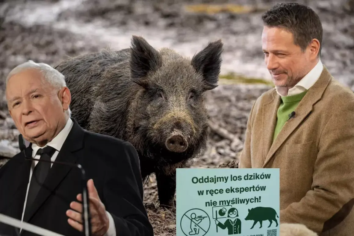 Jarosław Kaczyński i inny mężczyzna obok dzika w Polsce. Tabliczka głosi: "Oddajmy los dzików w ręce ekspertów, nie myśliwych!".