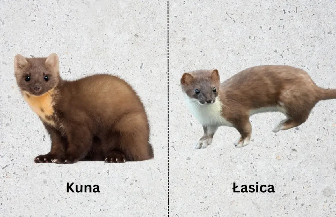Kuna i łasica leśna na jasnym tle. Kuna po lewej, łasica po prawej.