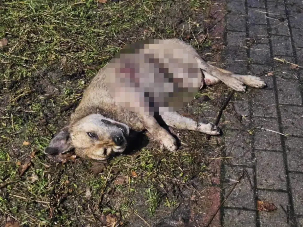 Smutny widok: dziki pies leży na ziemi, jego ciało jest zranione.