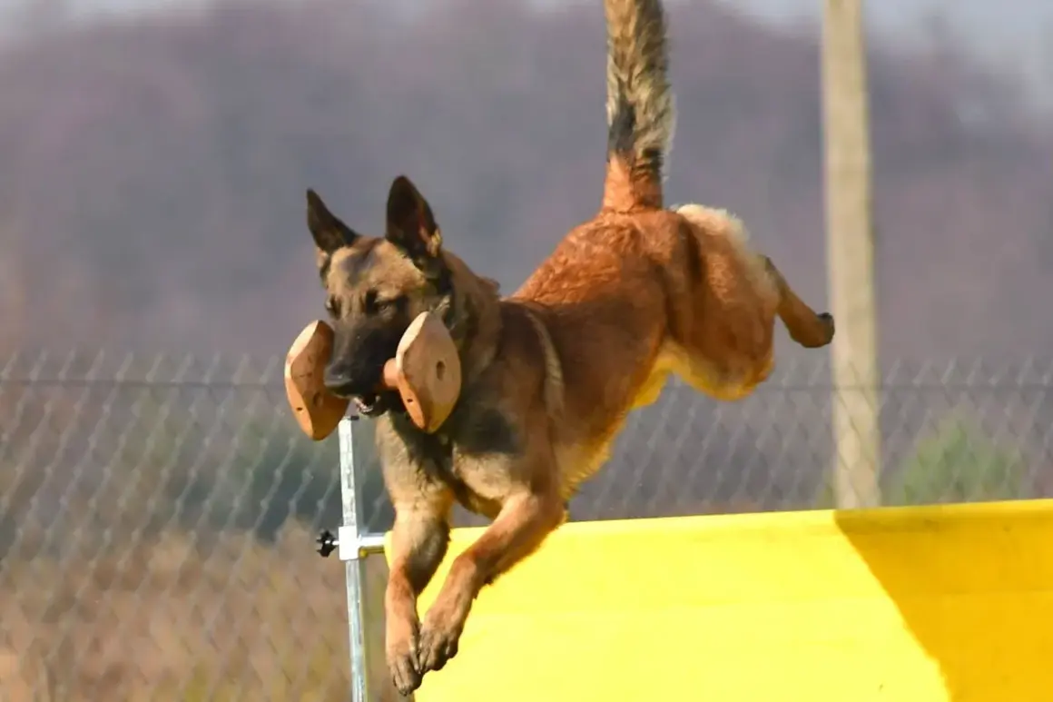 Pies rasy malinois skacze przez przeszkodę, pewnie aportuje zwierzynę.