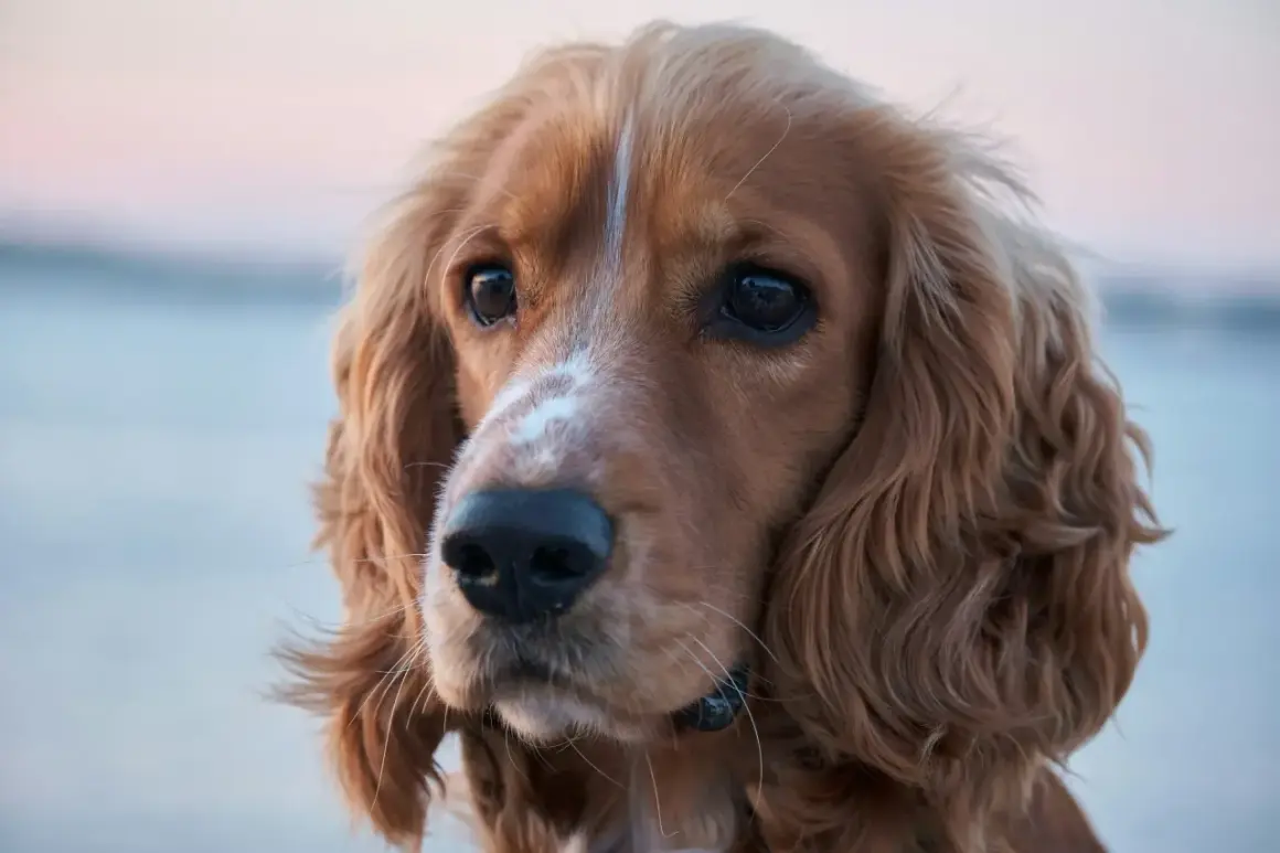 Uroczy piesek rasy cocker spaniel, idealny do studiów kynologicznych. Jego spojrzenie pełne jest inteligencji i łagodności.