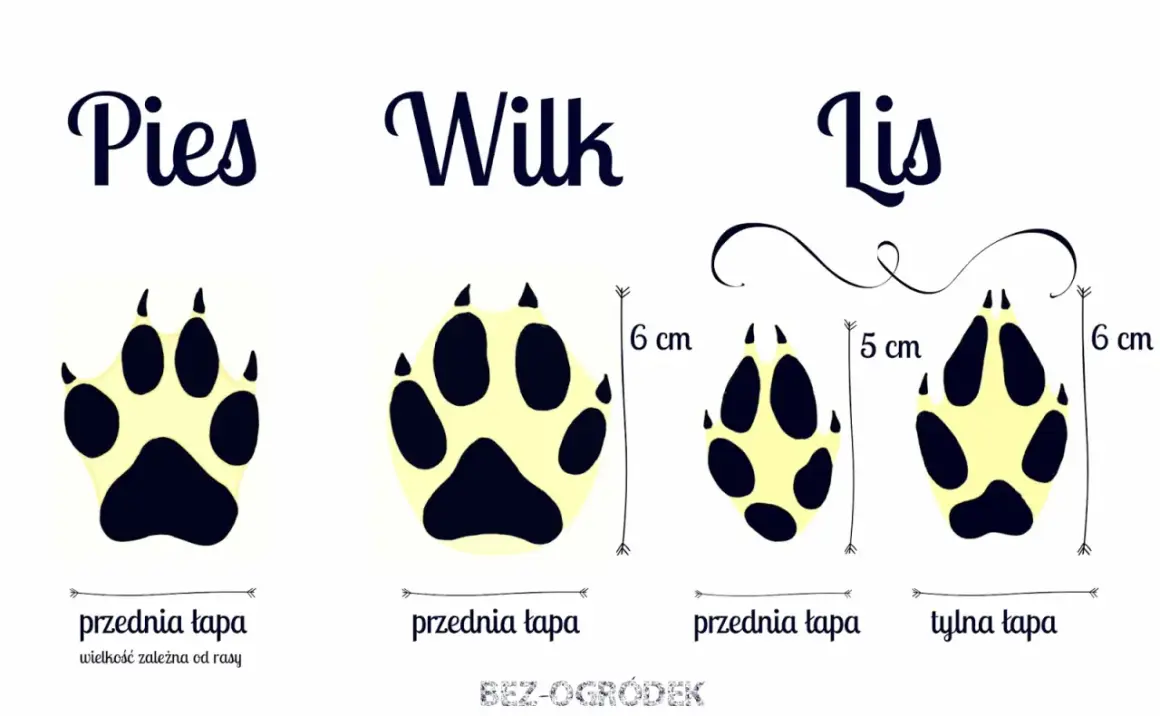 Porównanie śladów łap: psa, wilka i lisa. Widać różnice w wielkości i kształcie, szczególnie ślady lisa są mniejsze.
