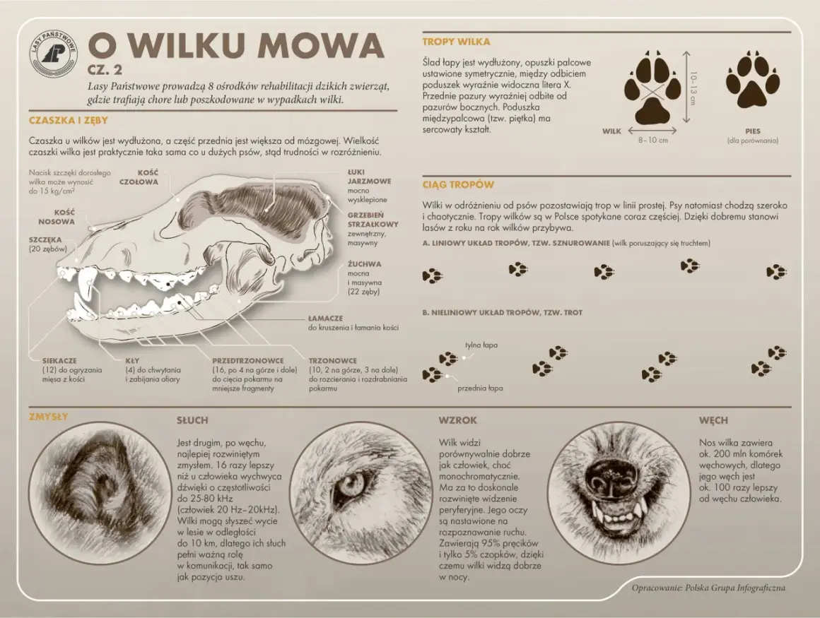 Szczegółowy rysunek czaszki wilka z opisem jego zębów: siekaczy, kłów, przedtrzonowców i trzonowców.