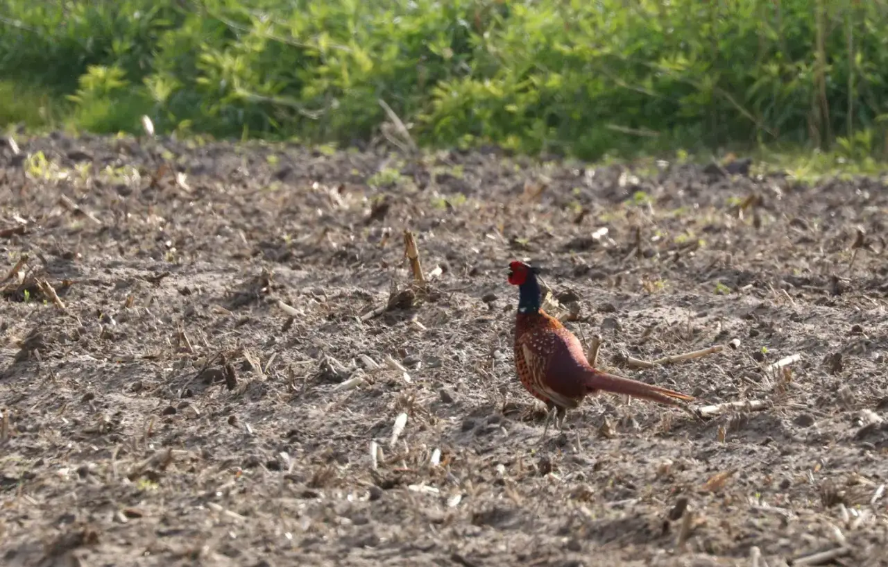 Bażant na polu po żniwach, gotowy do polowania.