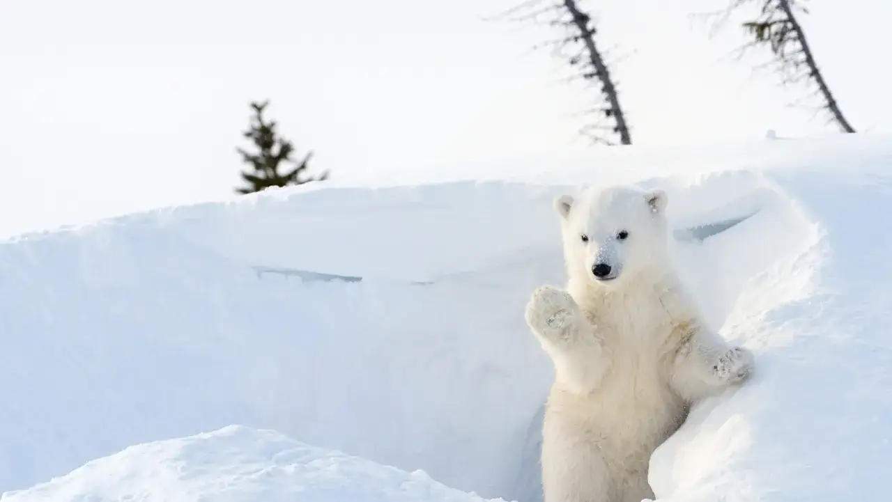 Uroczy niedźwiadek polarny wychyla się z zaspy śnieżnej. To jego naturalne środowisko, gdzie żyje.