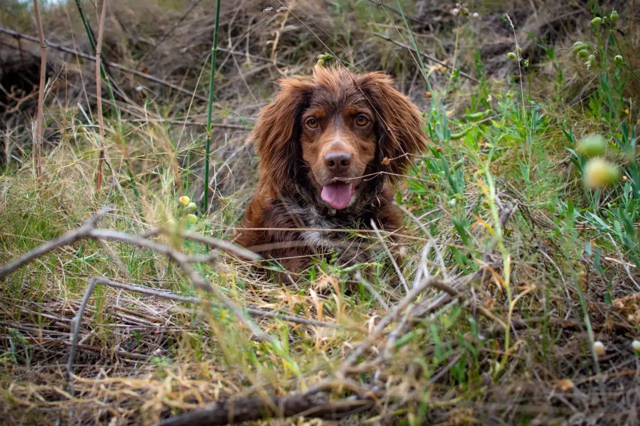 Brązowy spaniel myśliwski z wywieszonym językiem siedzi w gęstej trawie, gotowy do tropienia.