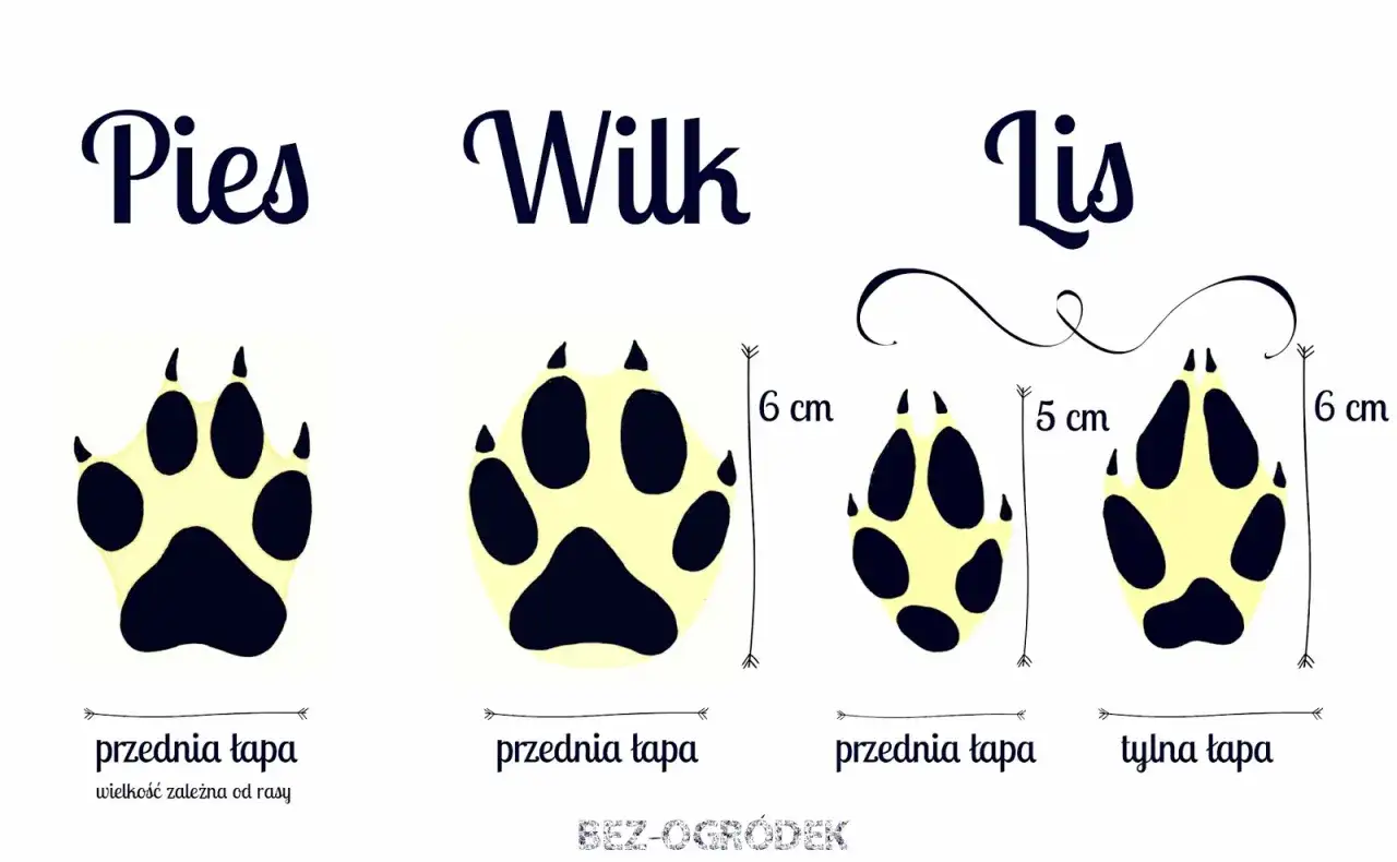 Porównanie śladów łap: psa, wilka i lisa. Widać różnice w wielkości i kształcie, szczególnie ślady lisa są mniejsze.