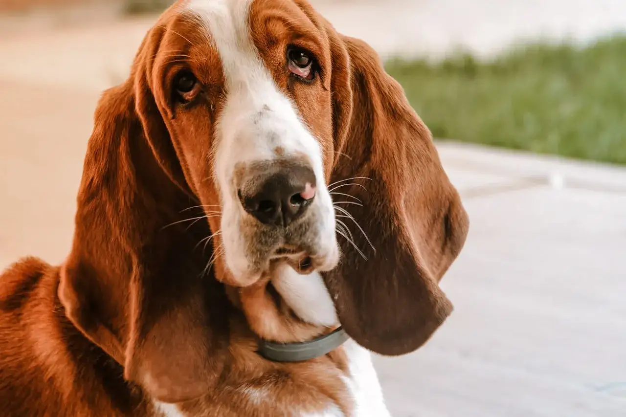 Smutny basset hound z długimi uszami, jego charakterystyczny basset charakter widać w spojrzeniu.