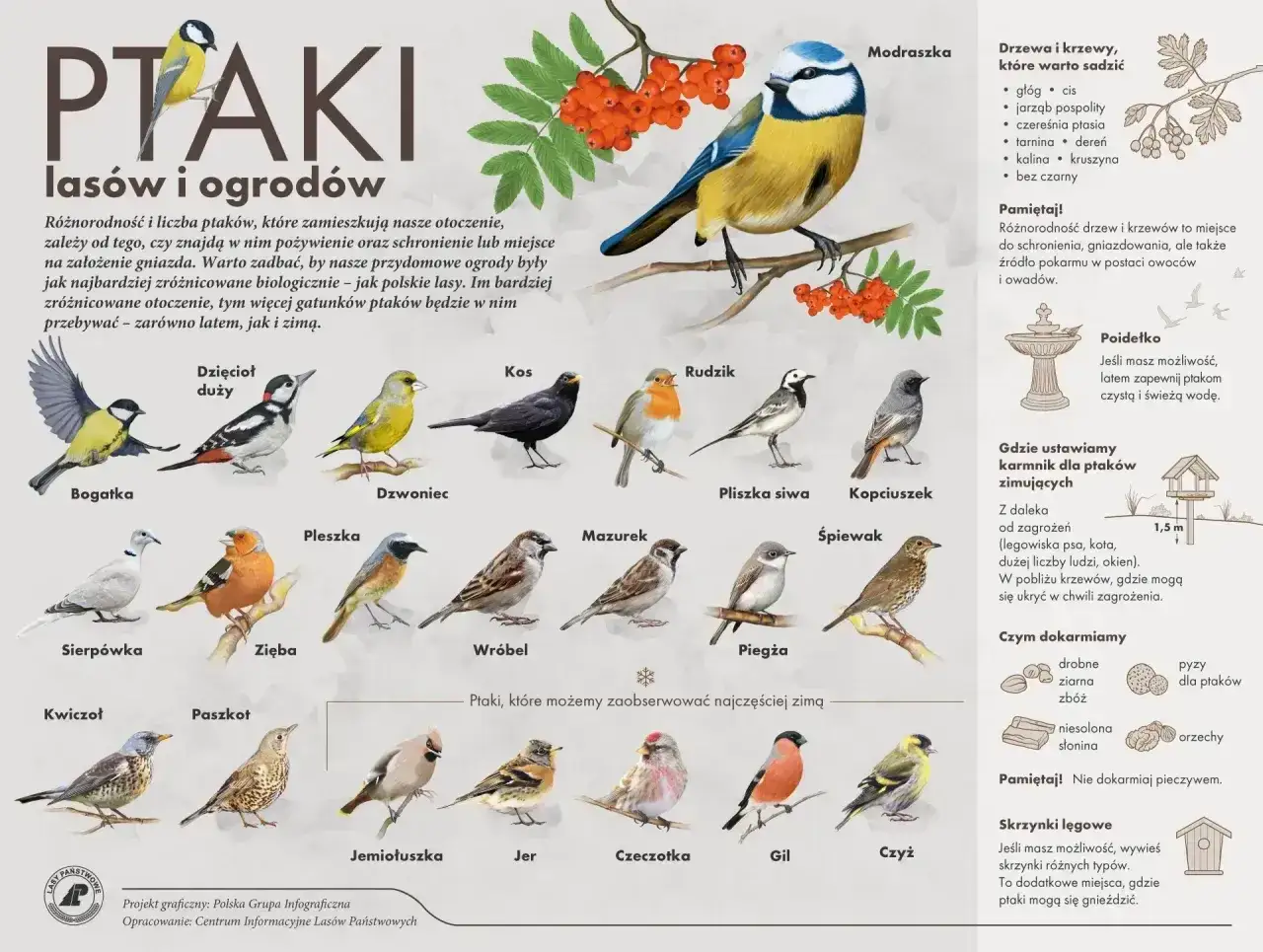 Ilustracja przedstawia różne rodzaje ptaków w Polsce, od bogatki po jemiołuszkę, zachęcając do tworzenia przyjaznego środowiska dla nich.