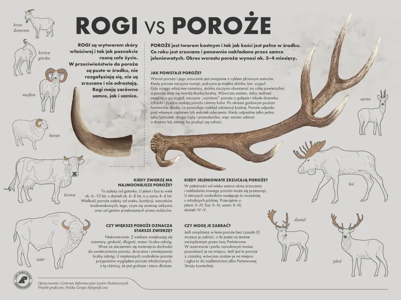 Pysk jelenia z porożem, obok ilustracje innych zwierząt z rogami i porożem.