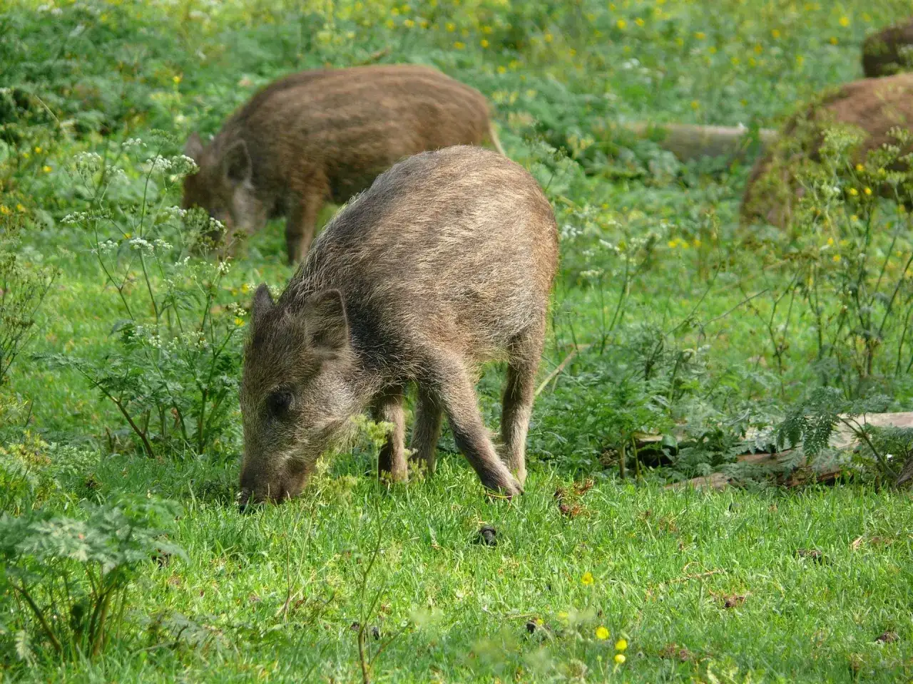 Młode dziki pasące się na łące. Choć wyglądają niewinnie, czy dziki są niebezpieczne? Zwykle unikają ludzi, ale matki z małymi mogą być agresywne.