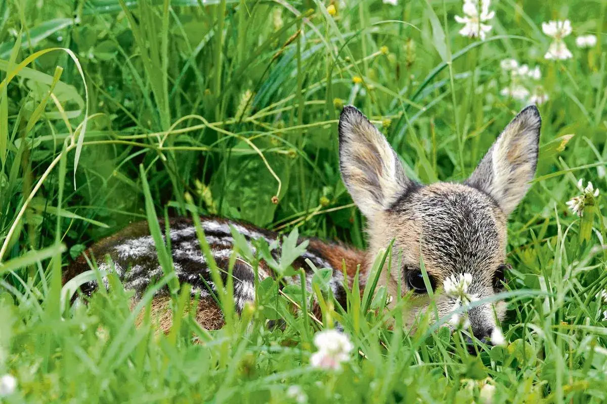 Mały, cętkowany sorek sarna ukrywa się w gęstej, zielonej trawie, otoczony białymi kwiatkami.