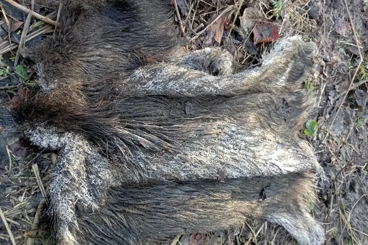 Szara, zmrożona sierść dzika leży na ziemi. To smutny widok dzików w Polsce, które nie przetrwały zimy.