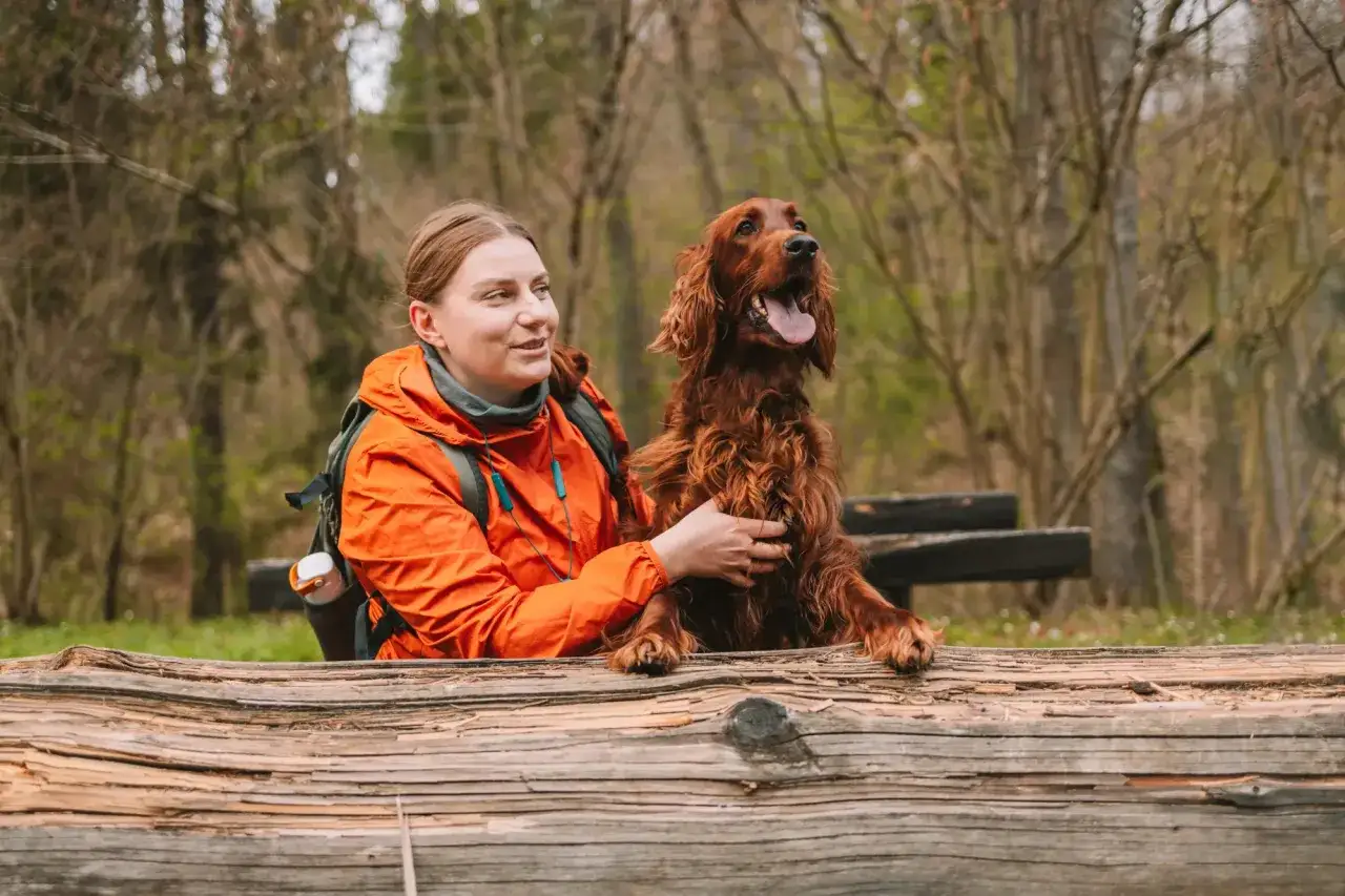Ruda piękność, spaniel myśliwski, z radością patrzy w górę, podczas gdy jego opiekunka głaszcze go po głowie.
