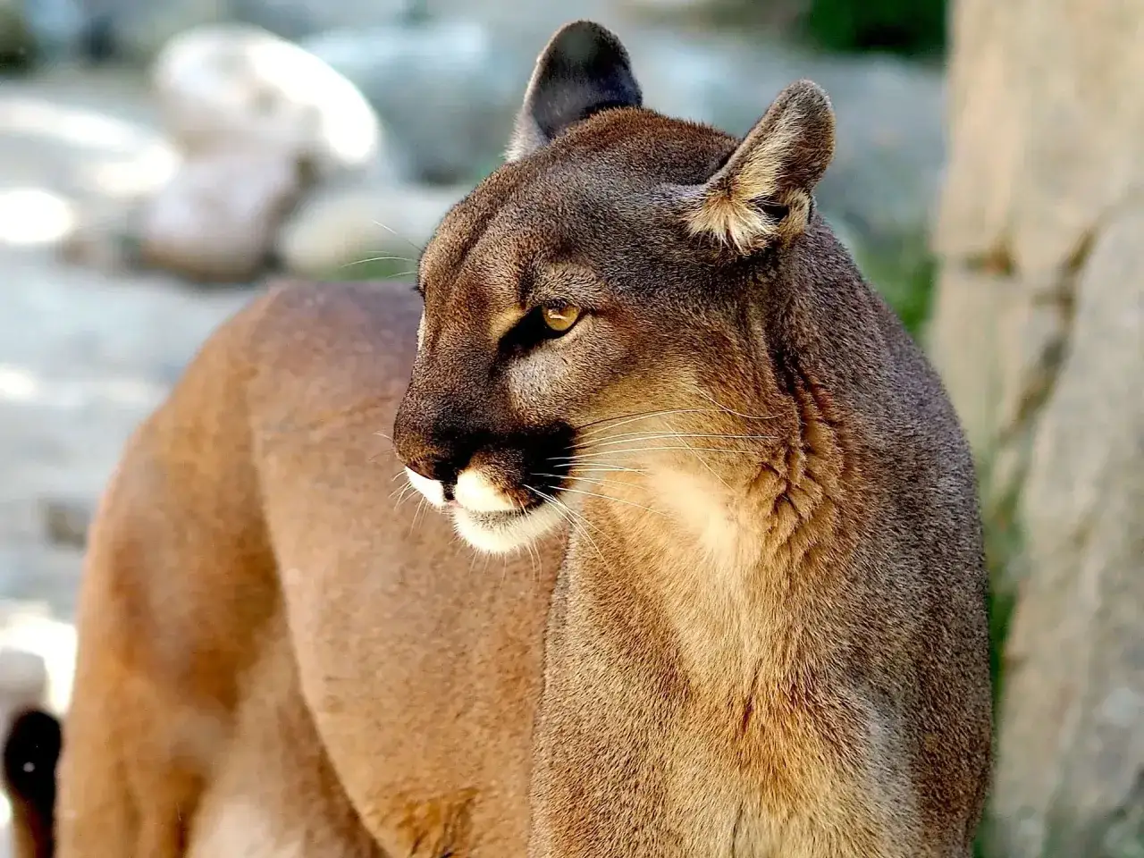Puma czujnie wypatruje zwierzyny płowej w godzinach popołudniowych.