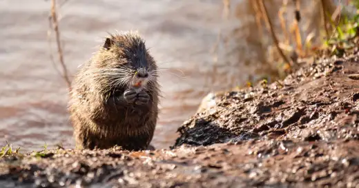 Co jedzą nutrie? Dieta i ślady żerowania przy wodzie