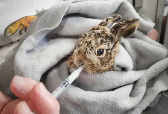 Patroszenie zająca krok po kroku - bez błędów i nieprzyjemnego zapachu