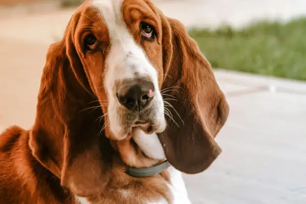 Smutny basset o długich uszach, z charakterystycznym dla rasy, łagodnym spojrzeniem.