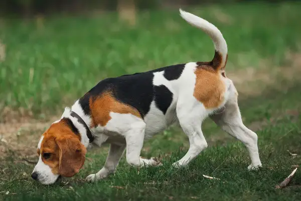 Beagle w trawie, jakby czytał kynologia książkę o zapachach.