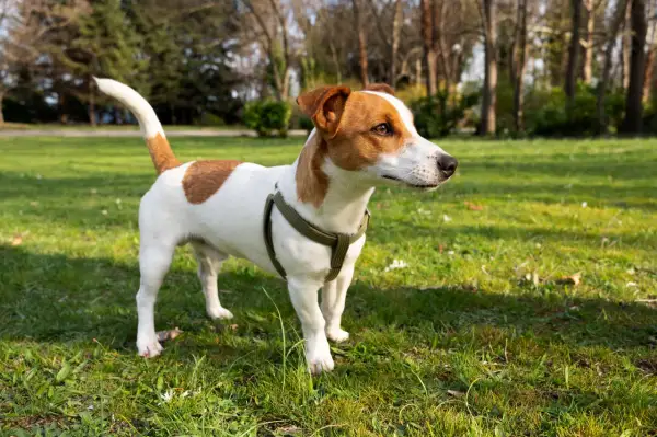 Jack Russell terrier wady: energiczny piesek w zielonym parku, gotowy do zabawy.