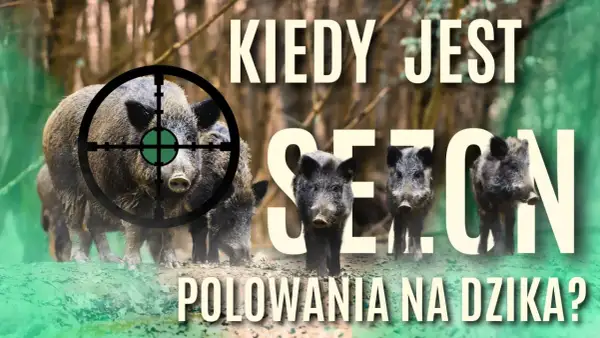Wataha dzików w lesie, celownik na jednym z nich. Grafika pyta: kiedy można polować na dzika?