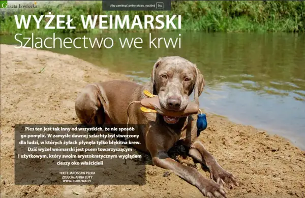 Wyżeł weimarski z zabawką w pysku leży na piaszczystym brzegu rzeki. Jego szlachetny wygląd podkreśla arystokratyczne pochodzenie.