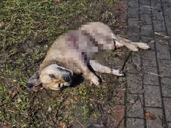 Smutny widok: dziki pies leży na ziemi, jego ciało jest zranione.