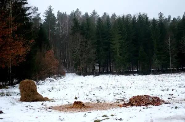 Zimowy krajobraz z lasem w tle. Na śniegu widać stóg siana i resztki jedzenia, które służą jako nęcisko na lisa. Obok stoi ambona myśliwska.