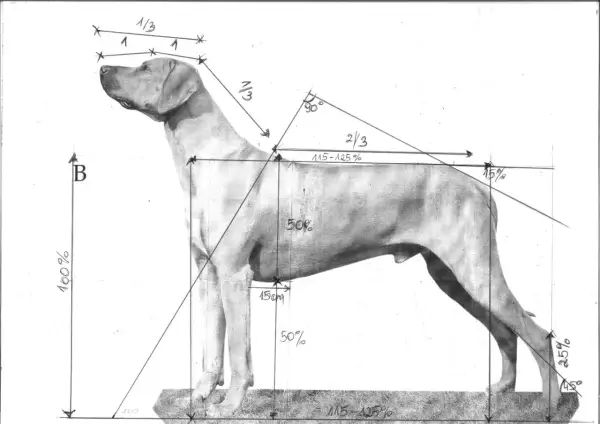 Szkic anatomiczny psa myśliwskiego z zaznaczonymi proporcjami. Widoczne nogi psa, linia grzbietu i głowy, z wymiarami w procentach i centymetrach.